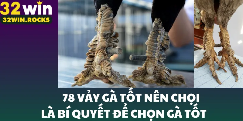 78 vảy gà tốt nên chọi là bí quyết để chọn gà tốt