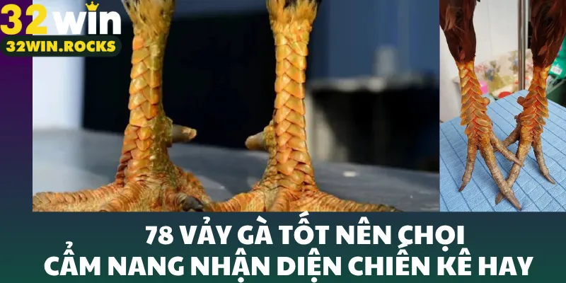 78 vảy gà tốt nên chọi
