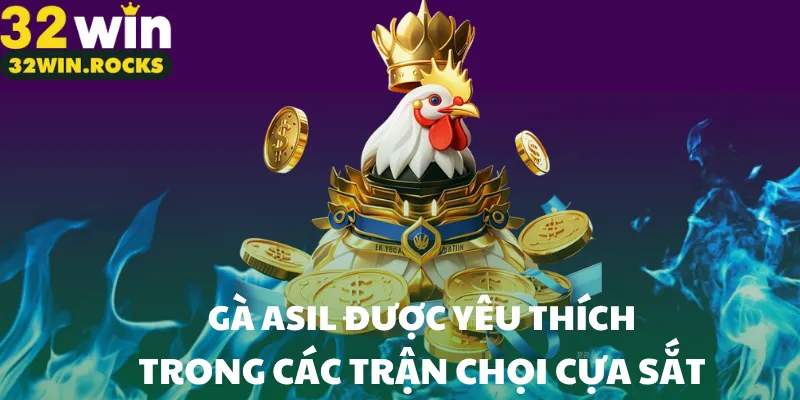 Gà Asil được yêu thích trong các trận chọi cựa sắt