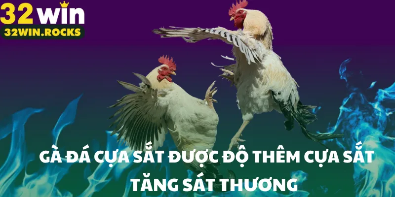 Gà đá cựa sắt được độ thêm cựa sắt tăng sát thương