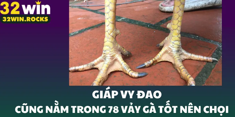 Giáp vy đao cũng nằm trong 78 vảy gà tốt nên chọi
